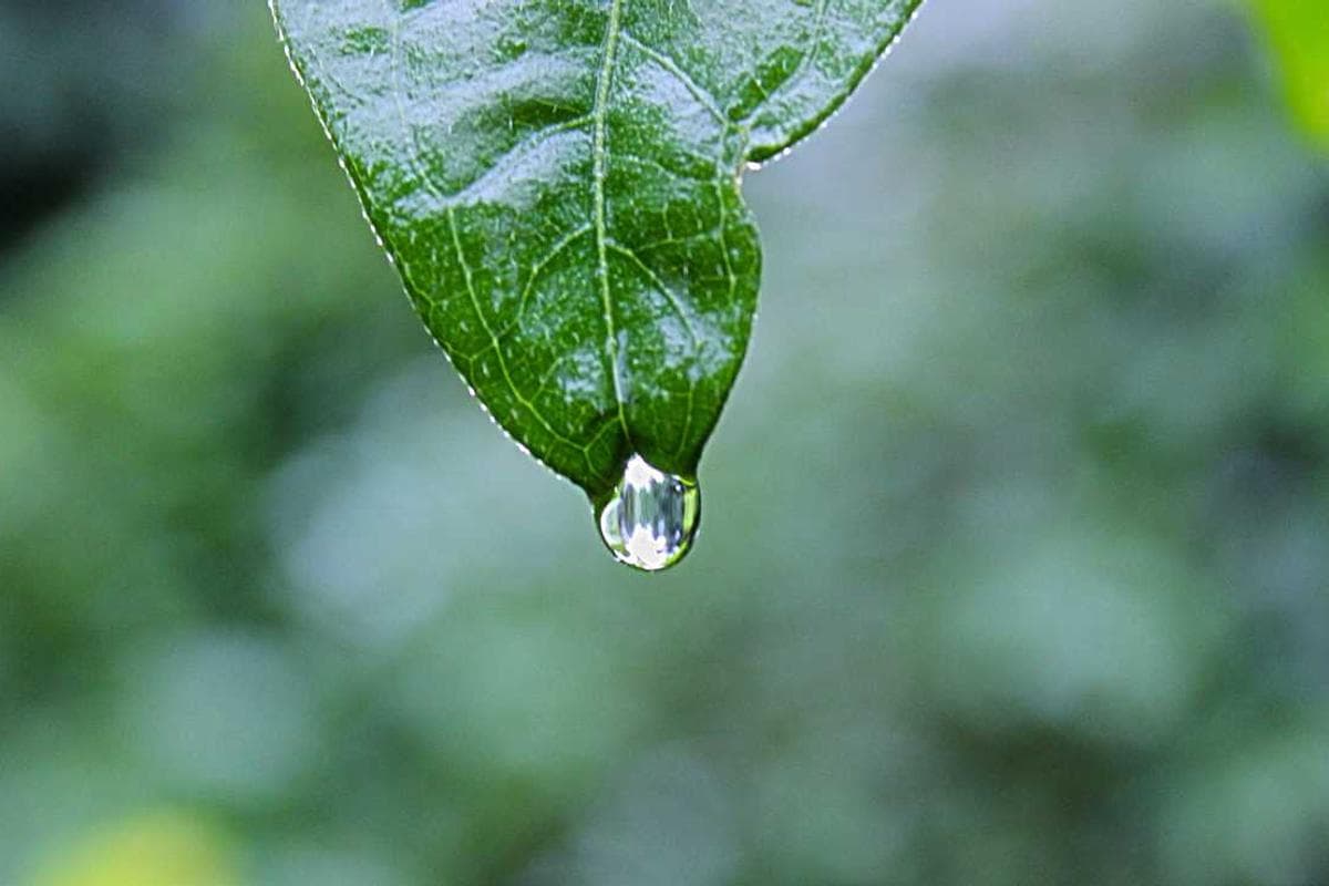 Karmachari Bungalow - Image 2